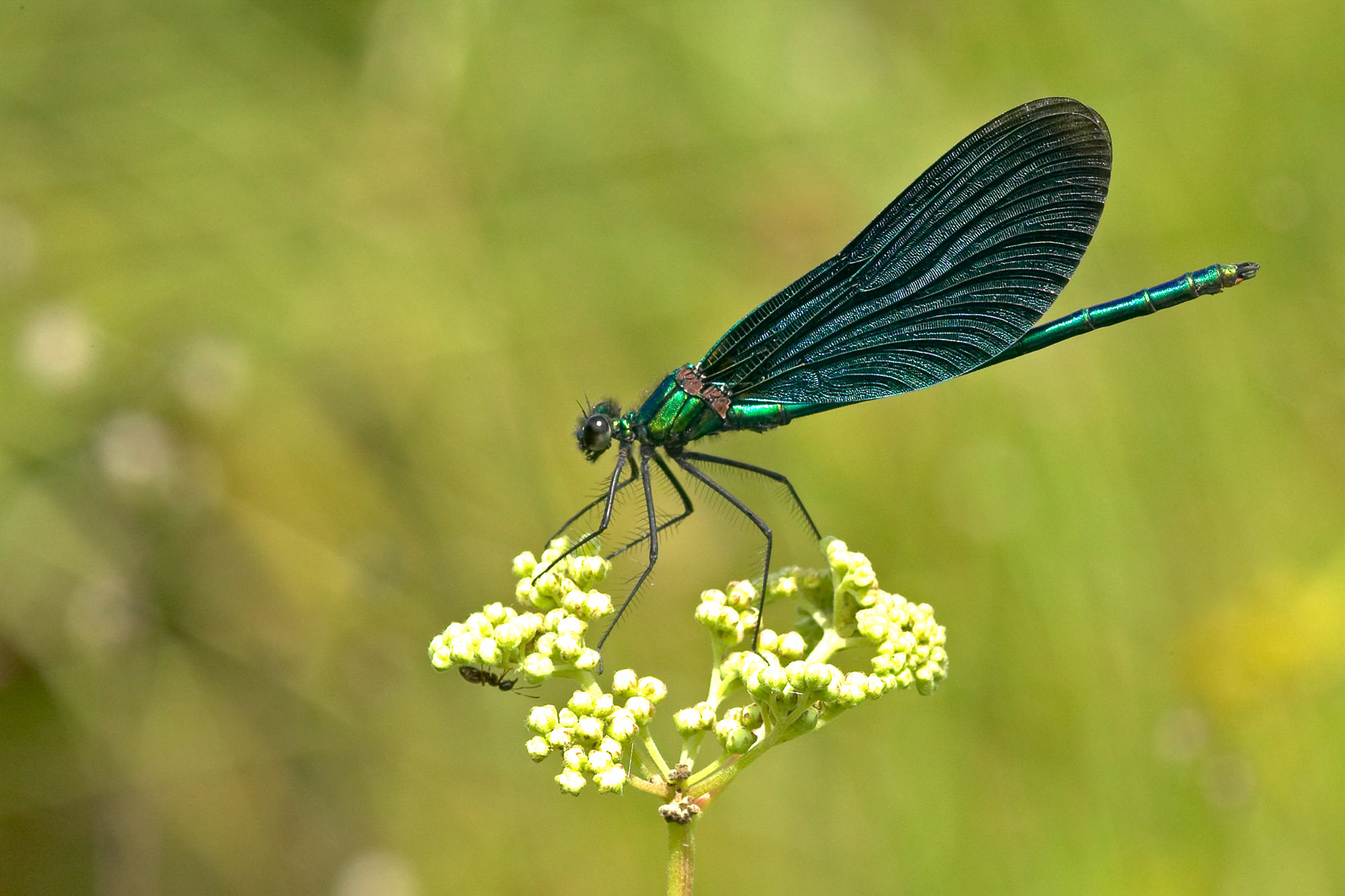 blue-winged dragonflie male